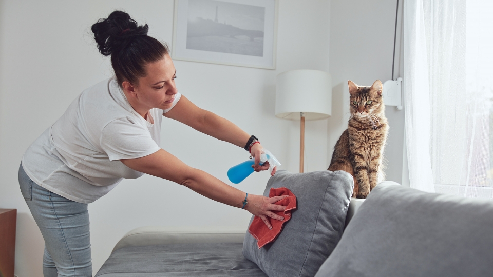 How to handle pet odours on upholstered furniture